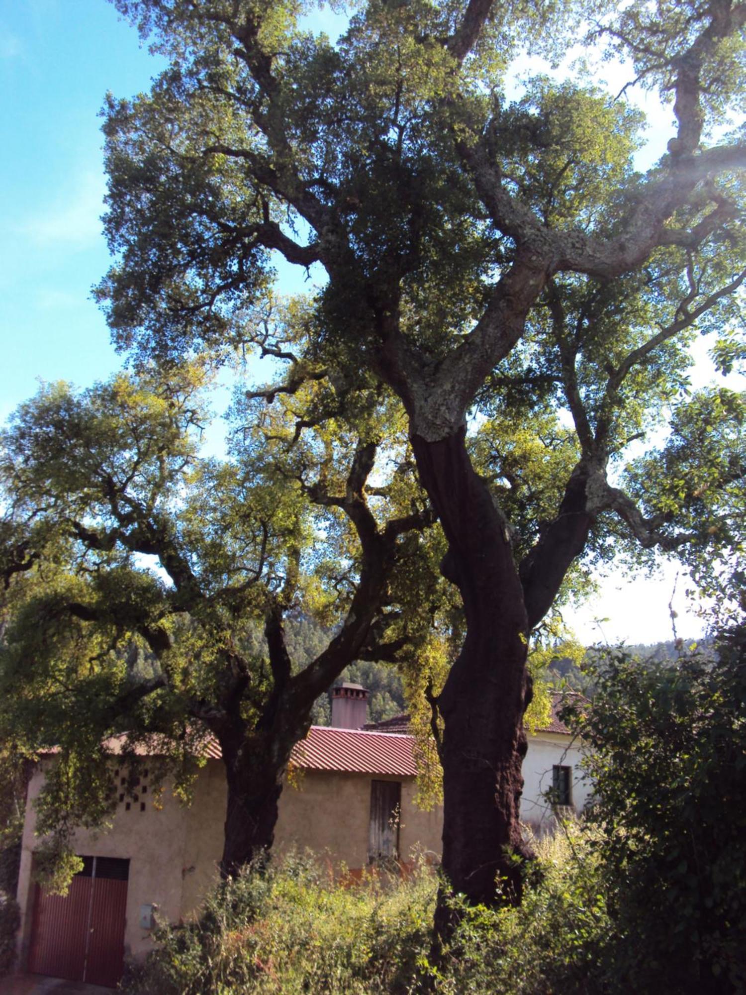 Parque Tematico Vale De Mouro Villa Exterior foto